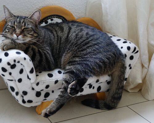 cat-2632886_1280