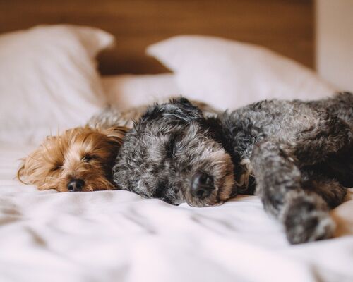 bed-gccc85a8cf_1280