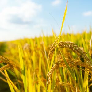 agriculture-gb0573e66a_1280