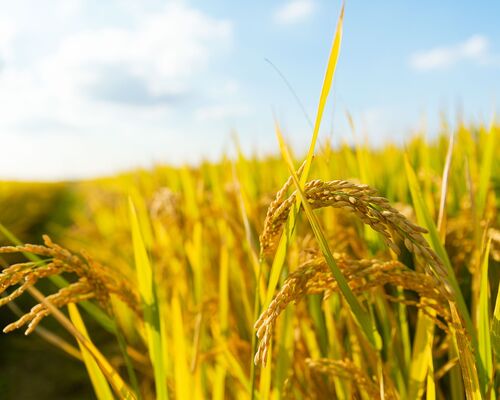 agriculture-gb0573e66a_1280